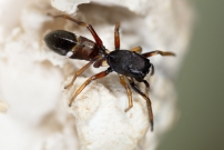 Une femelle (Araneae - Salticidae - Leptorchestes berolinensis)